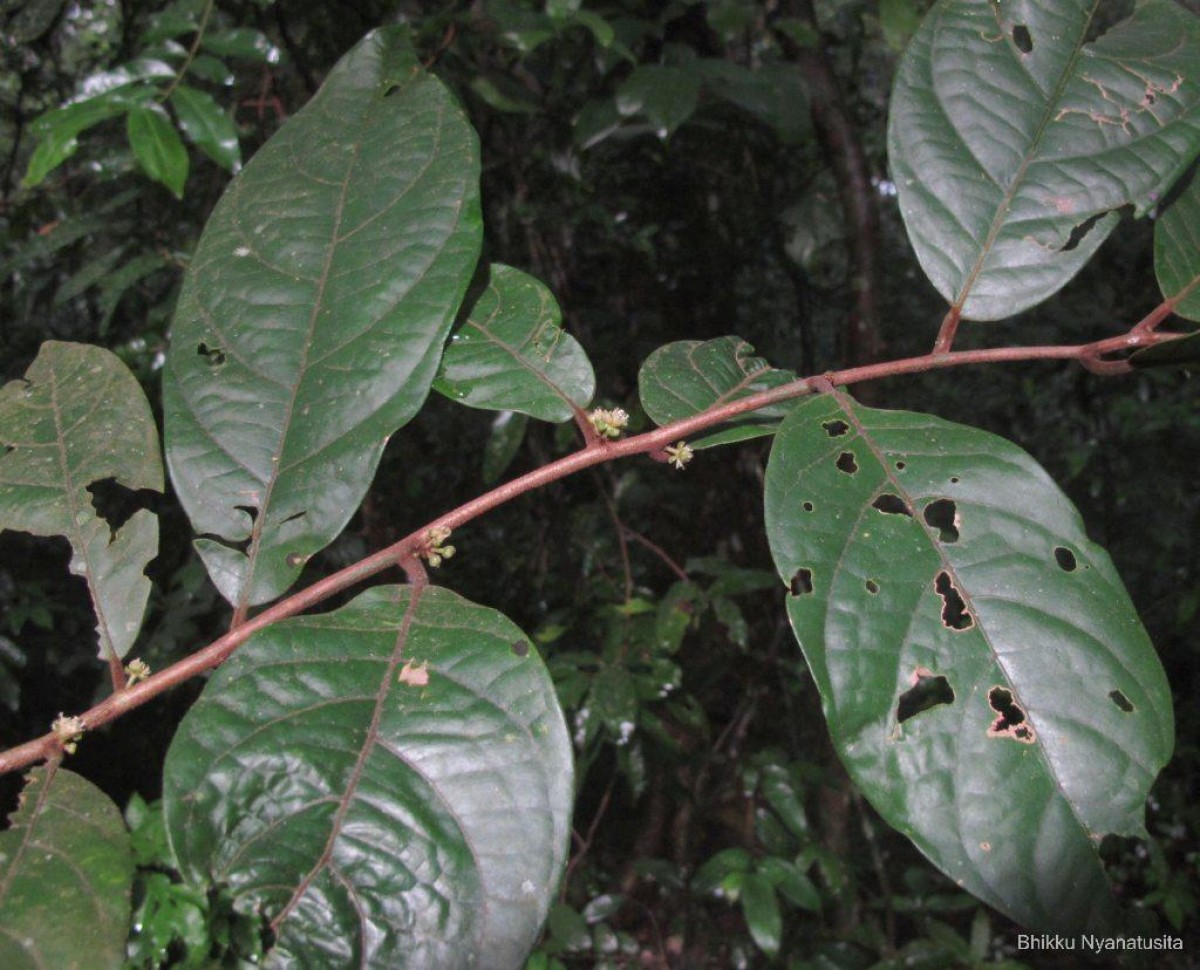 Litsea ligustrina (Nees) Fern.- Vill